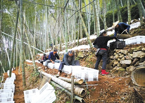 深挖丛林“钱库”，浙江林下生“金”