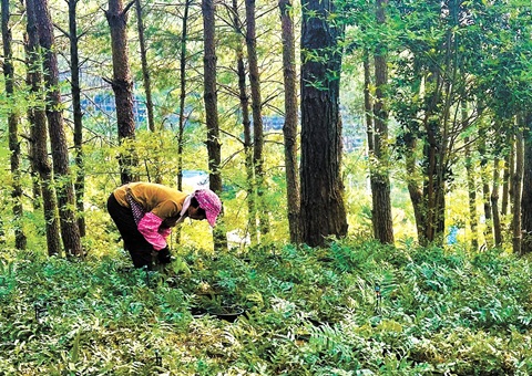一本证激活山林&nbsp;&nbsp;全链条点绿成金